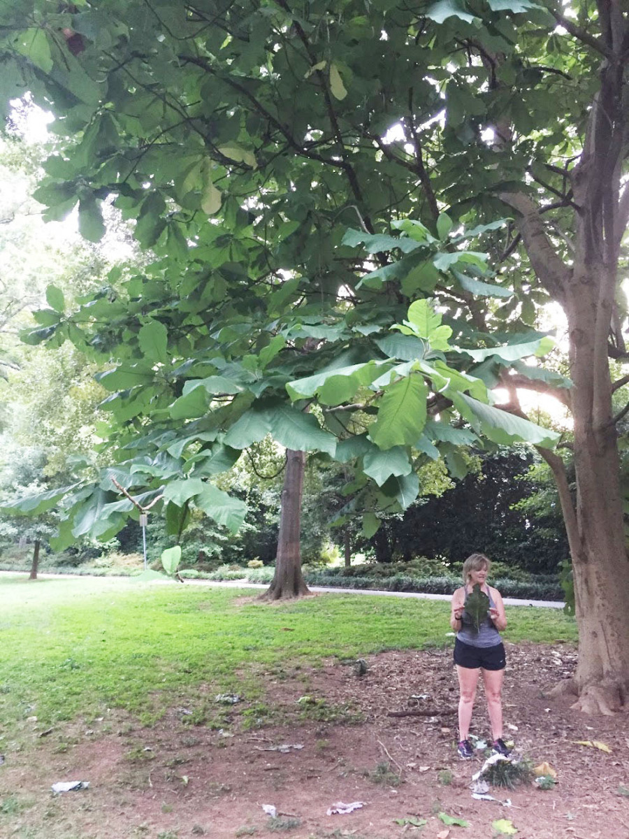 Big Leaf Magnolia