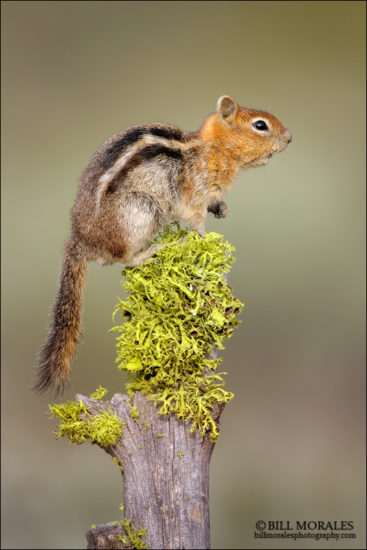 Bill Hubick Photography Golden Mantled Ground Squirrel Spermophilus