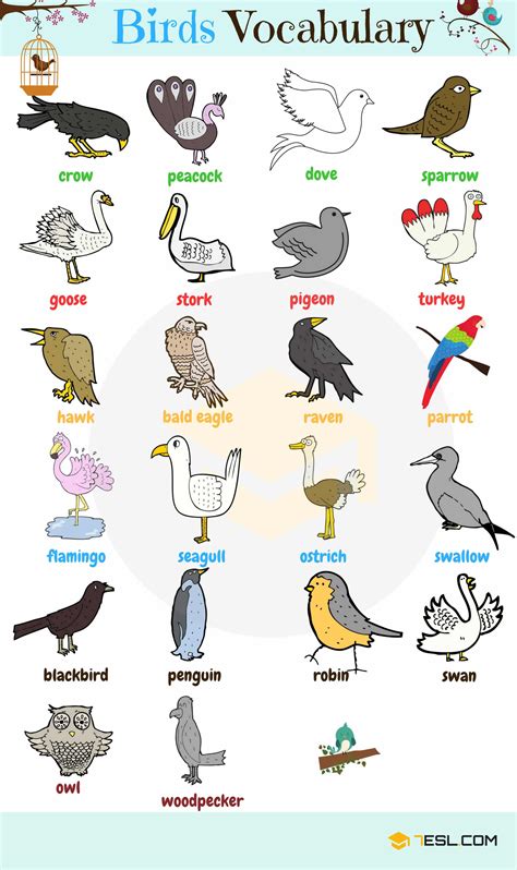 Birds Pictures With Names In English