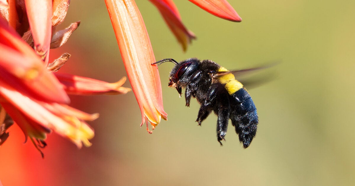 Black Bumble Bee Insect