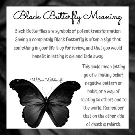 Black Butterfly Meaning Spiritual Symbolism For Cultures