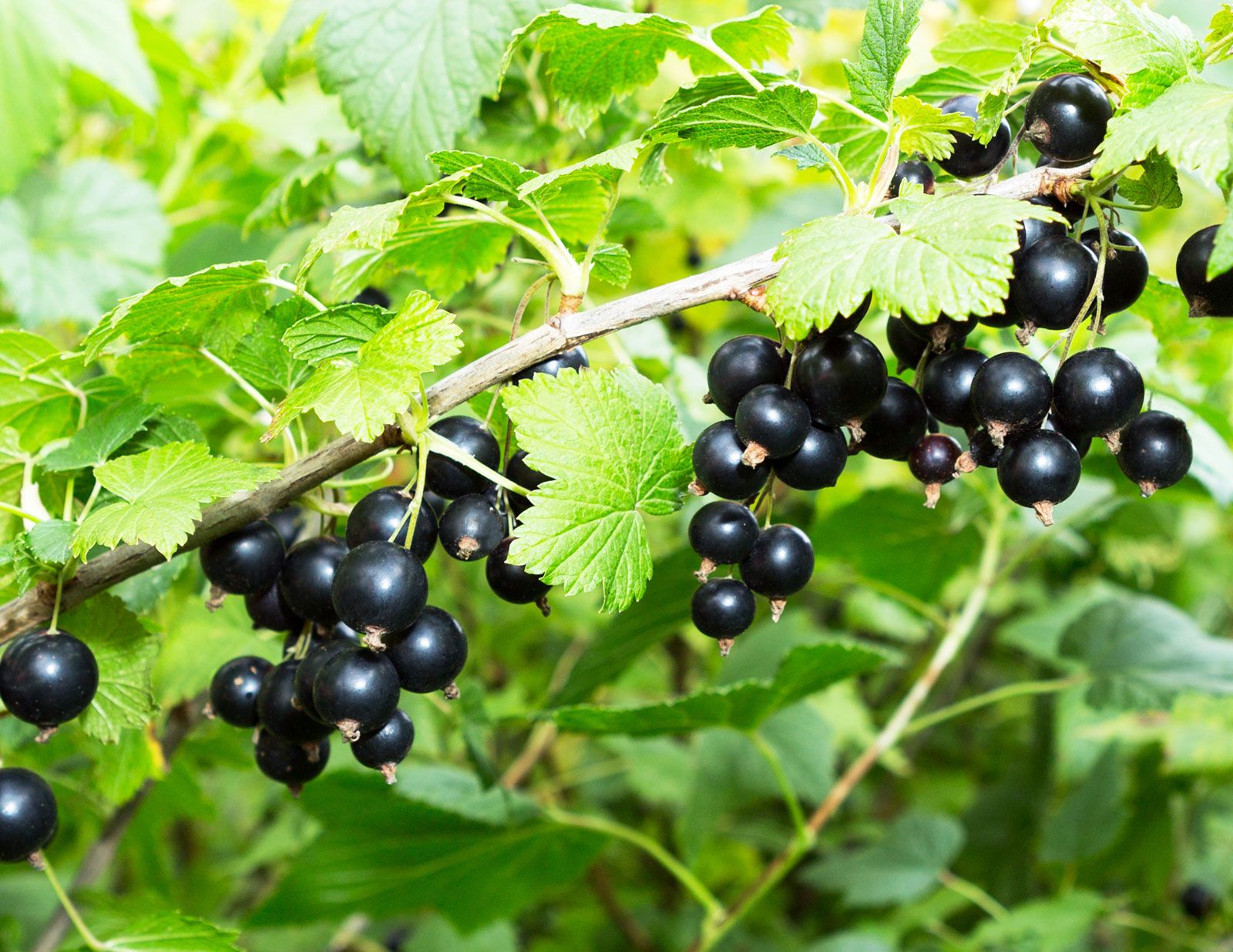 Black Currant Plant