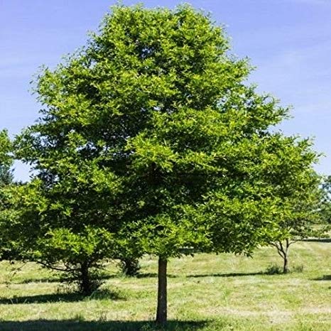 Black Gum Tupelo: A Guide To Growing Beautiful, Healthy Trees