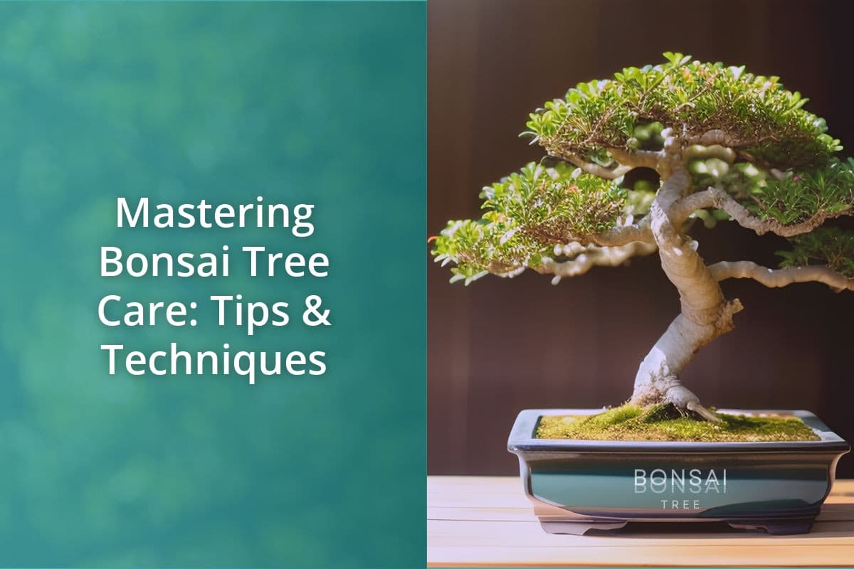 Black Pine Bonsai: Mastering The Art Of Miniature Tree Care