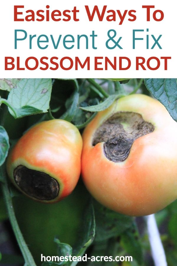 Blossom End Rot On Tomatoes Prevent Treat And Reverse In 2021