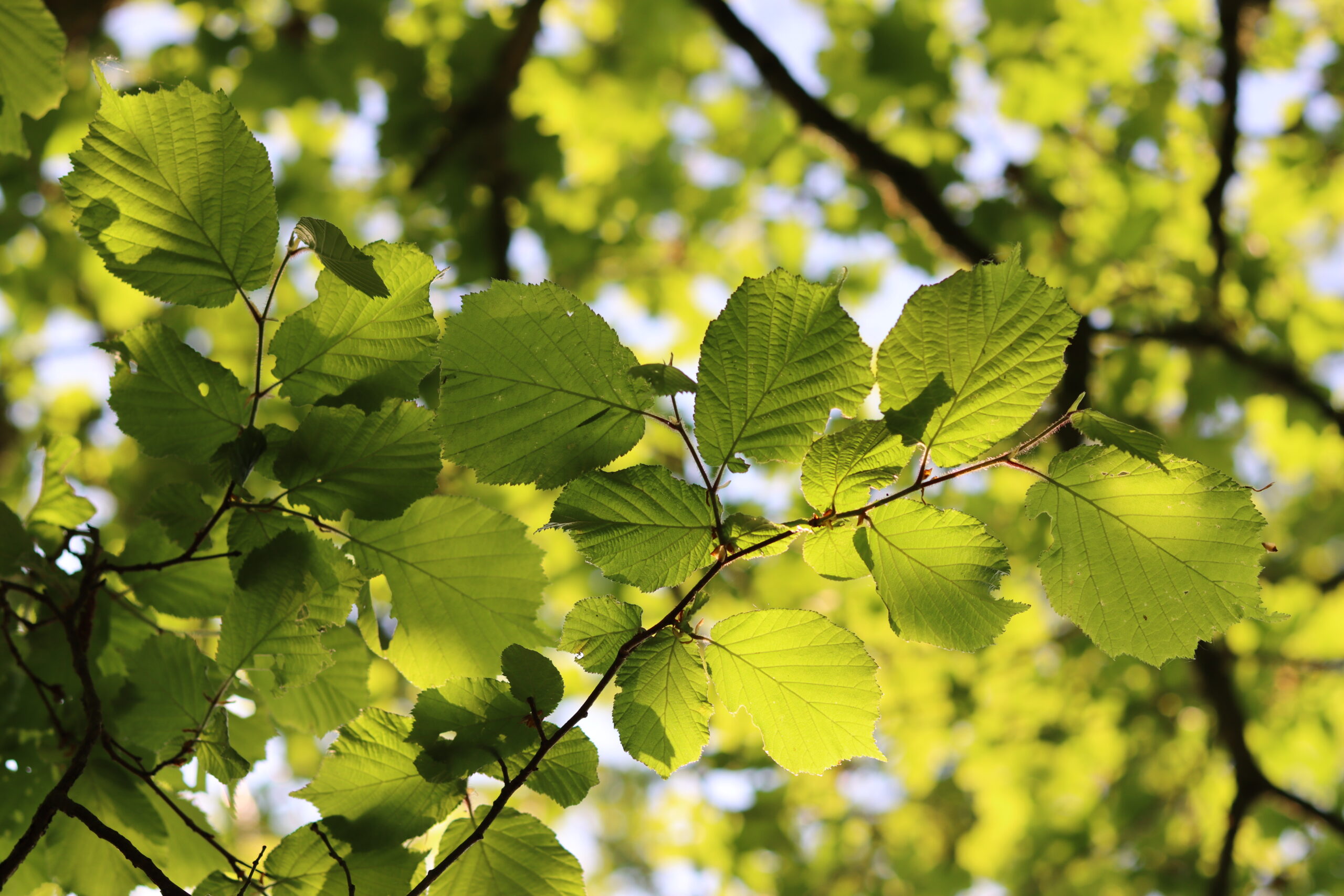 Blue Beech Tree: A Comprehensive Guide To Identification And Care