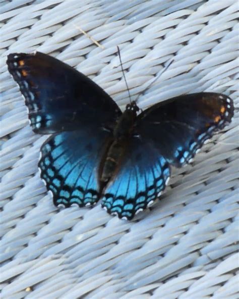 Blue Swallowtail Butterflies: Unveiling Their Stunning Metamorphosis