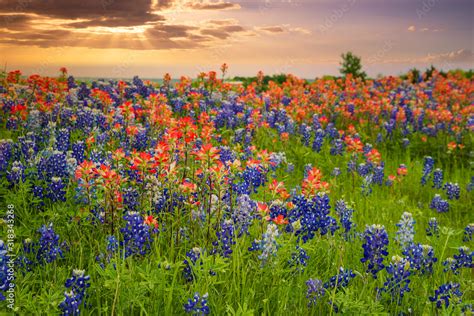 Bluebonnet And Indian Paintbrush Wildflowers Filed Texas Photograph By