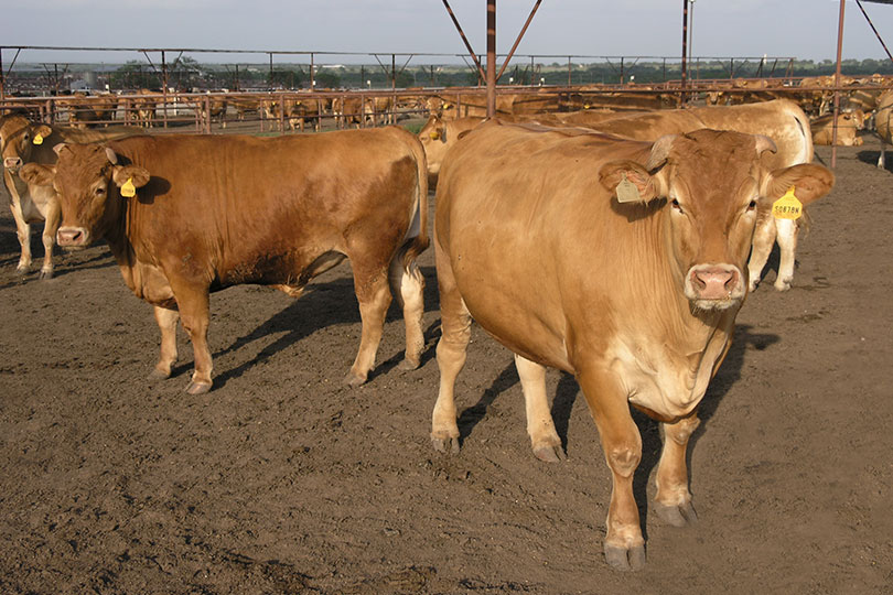 Bovine Respiratory Disease From The Farm To The Feedlot Canadian