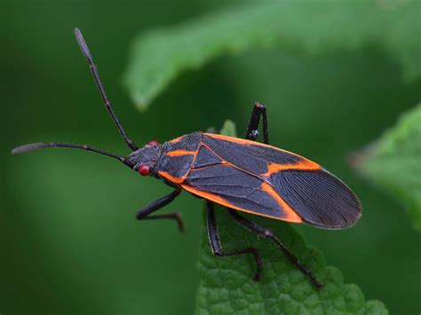 Box Elder Bug Control: A Comprehensive Pest Management Guide