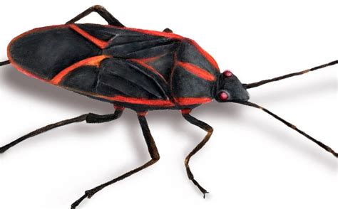 Box Elder Bugs Bed Bug Exterminator Philadelphia