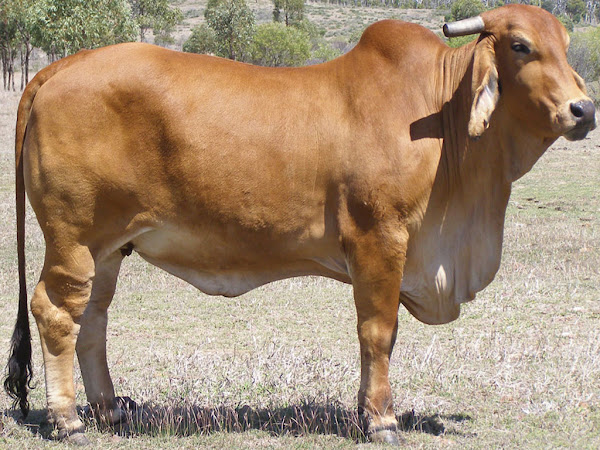 Brahman Cattle Care: A Comprehensive Guide To Healthy Cows