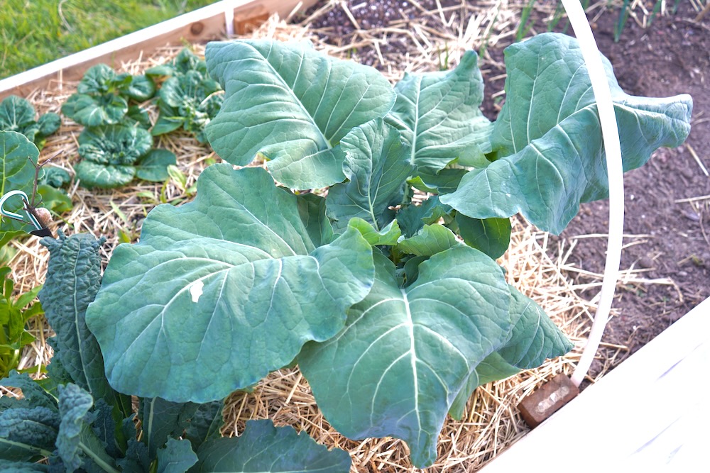 Broccoli Plant Growing Stages With Pictures