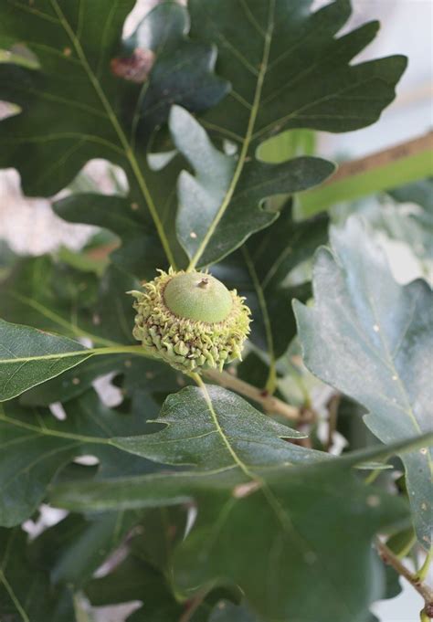 Bur Oak Johnson S Nursery Kb