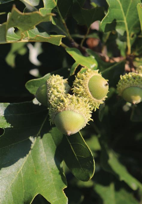 Bur Oak Knowledgebase Johnson S Nursery