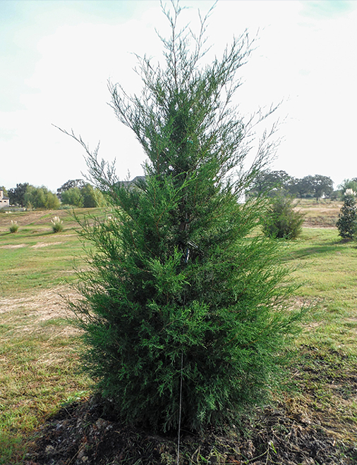 Burkii Eastern Red Cedar Tree Dallas Texas Treeland Nursery