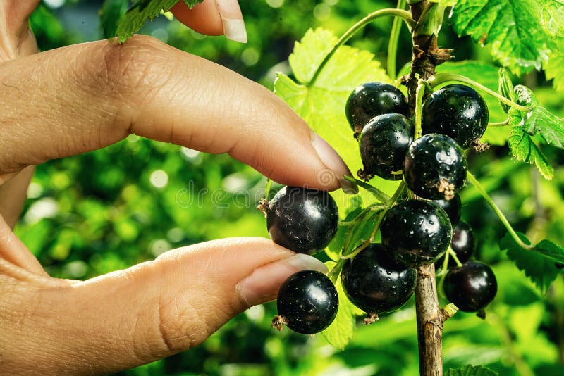 Bush Of Black Currant Growing In A Garden Background Of Black Cu Stock