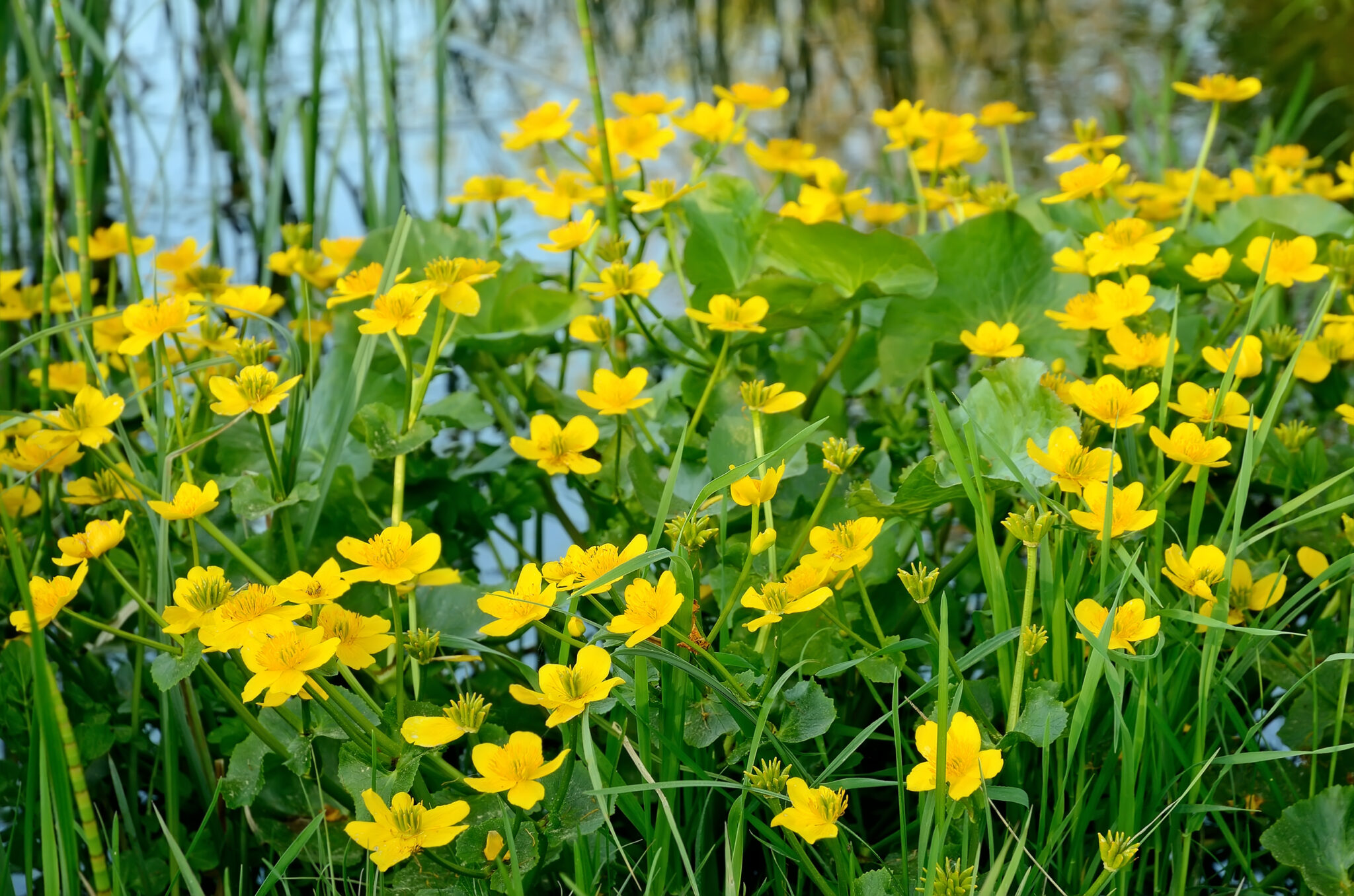 Caltha Palustris Marsh Marigold Kostenloses Foto Auf Pixabay Pixabay