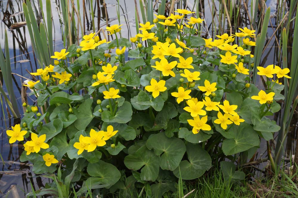 Caltha Palustris Marsh Marigold New York Plants Hq