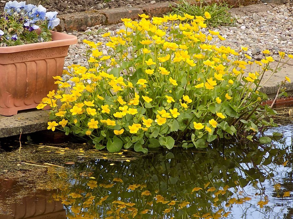 Caltha Palustris The Marsh Marigold Or Kingcup Merebrook Pond Plants