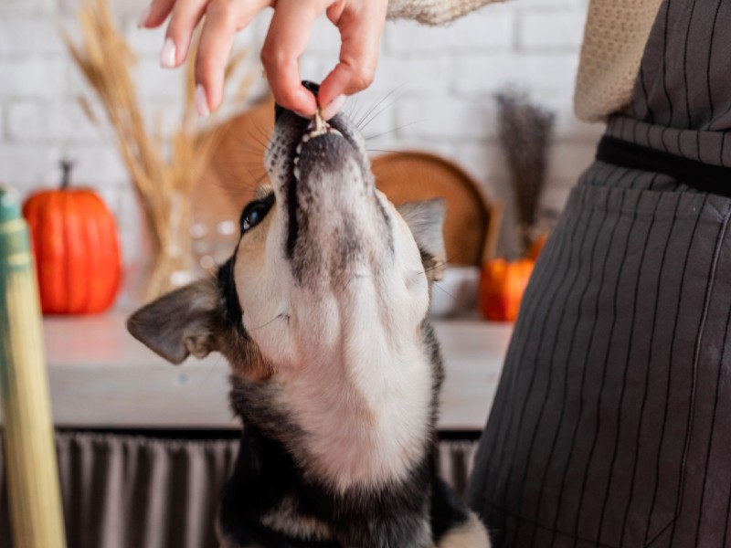 Can Dogs Eat Beef Jerky