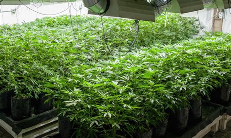 Cannabis Cultivation On A Budget Strategies For Building A Cost