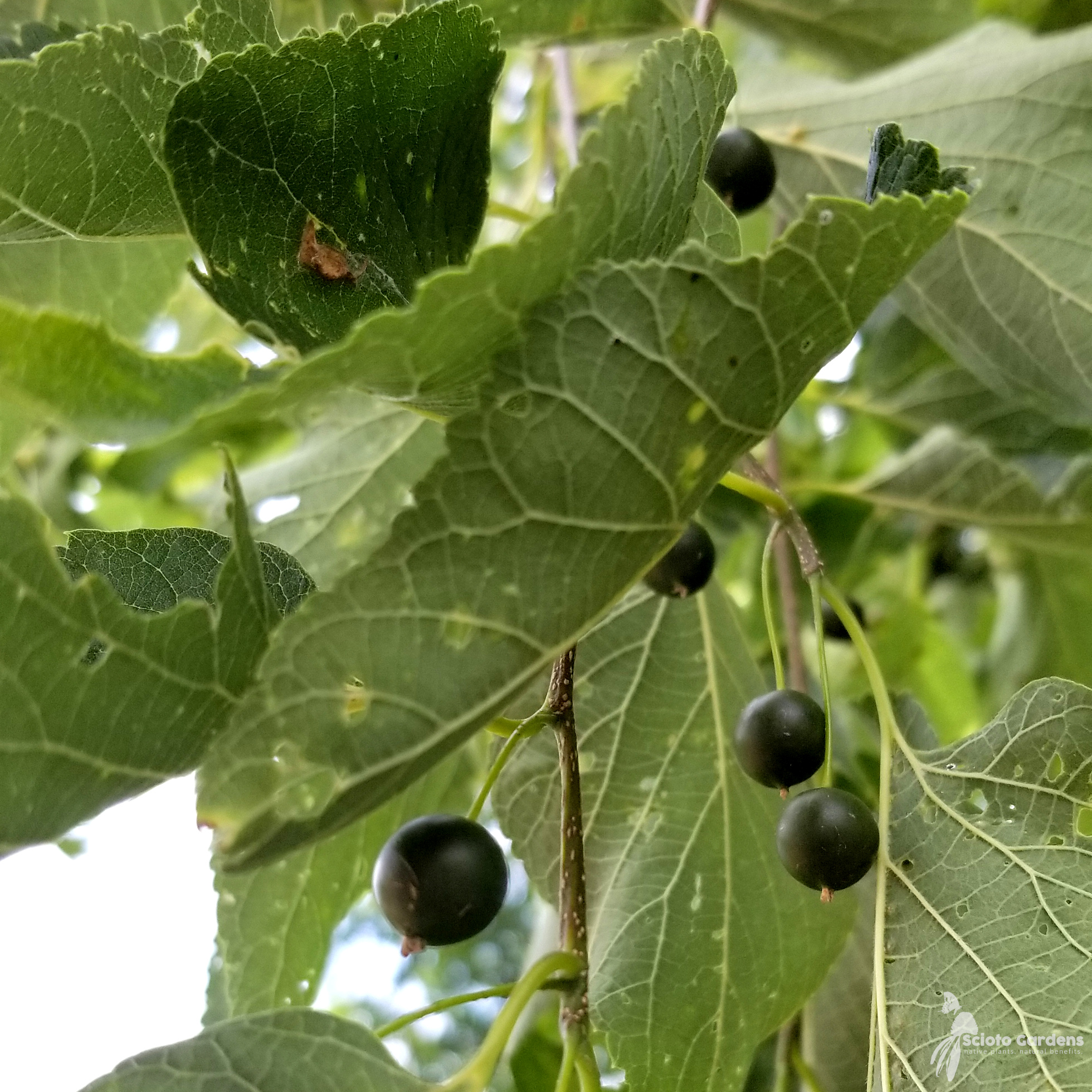 Celtis Occidentalis 3 Common Hackberry Conservation Grade Scioto