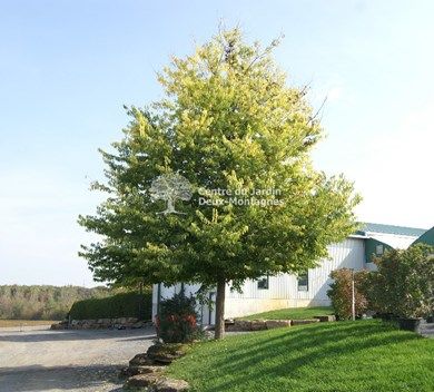 Celtis Occidentalis Micocoulier Occidental Common Hackberry Nos