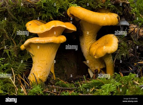 Chanterelle Cantharellus Cibarius Mushroom Northwest U S Oregon