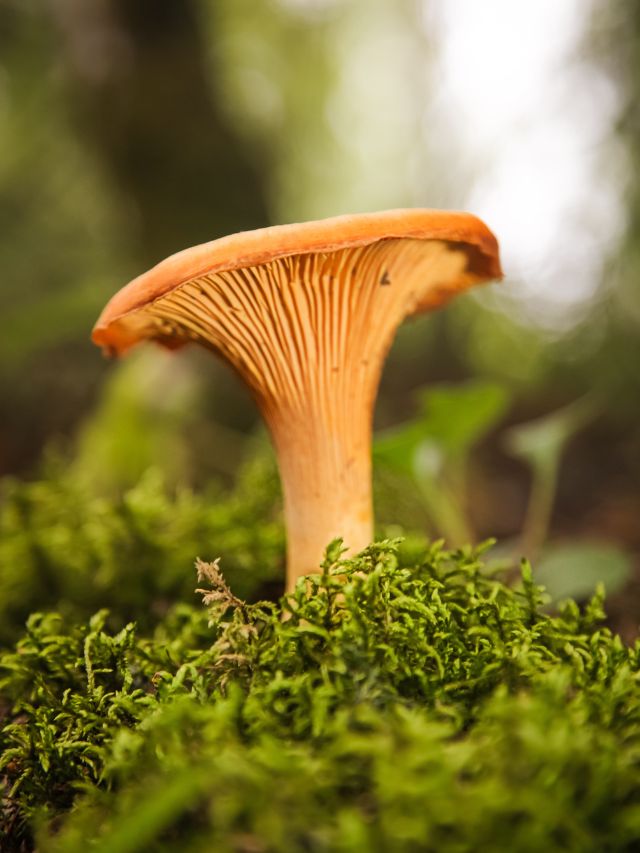 Chanterelle Mushrooms And Everything You Need To Know About Them