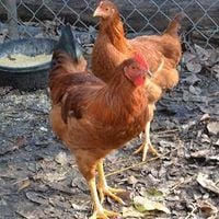 Chicken Breed Focus New Hampshire Backyard Chickens