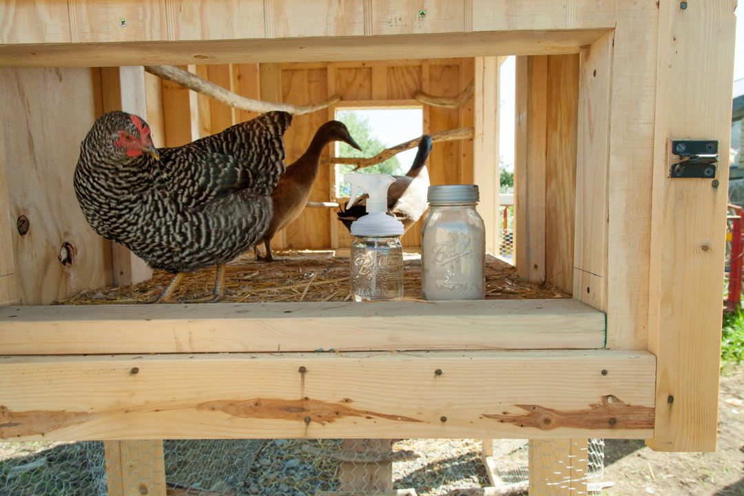 Chicken Care 101 Keeping Your Chickens Happy And Healthy Chicken