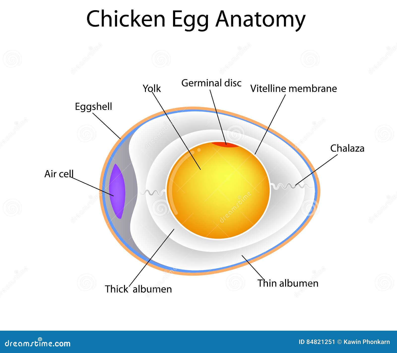 Chicken Egg Anatomy Vector Illustration Cartoondealer Com 228599836