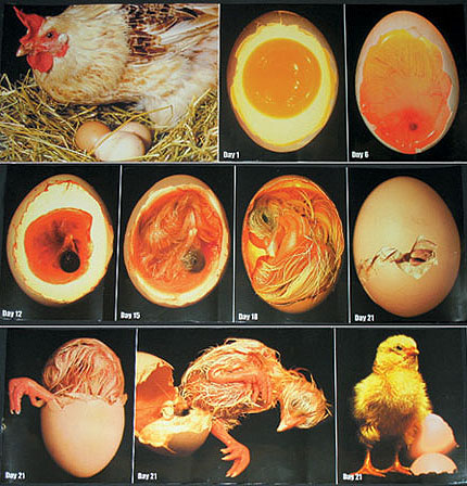 Chicken Embryo Development Candling Eggs During Incubation