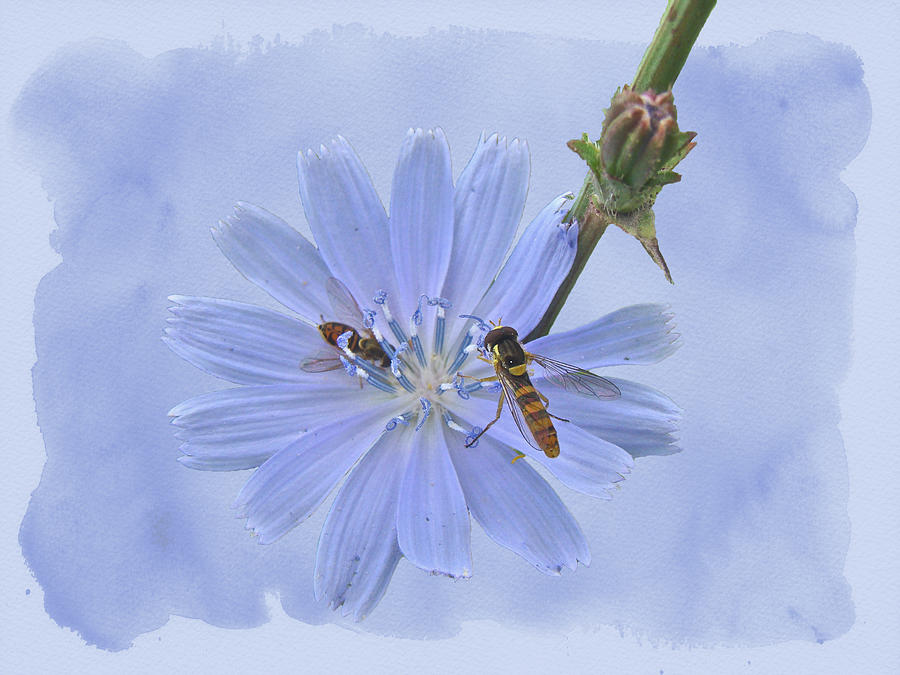 Chicory Wildflower Cichorium Intybus L Photograph By Mother Nature