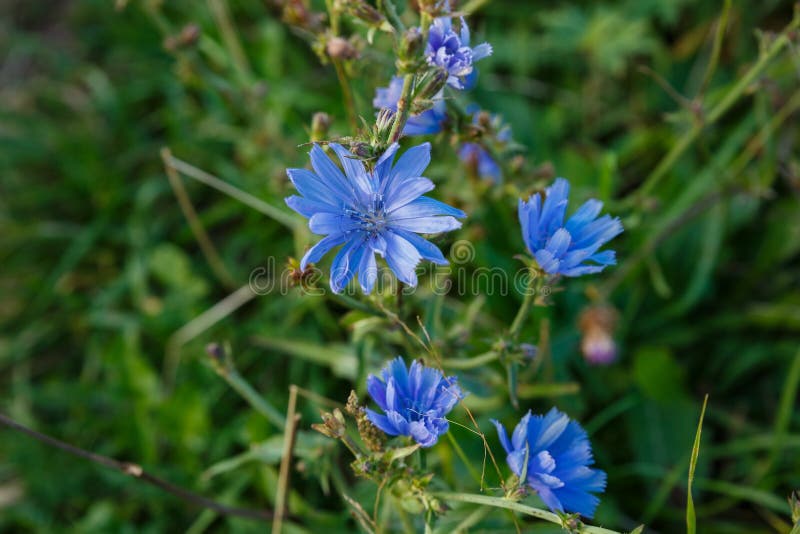 Cichorium Intybus Or Common Chicory Care And Growing