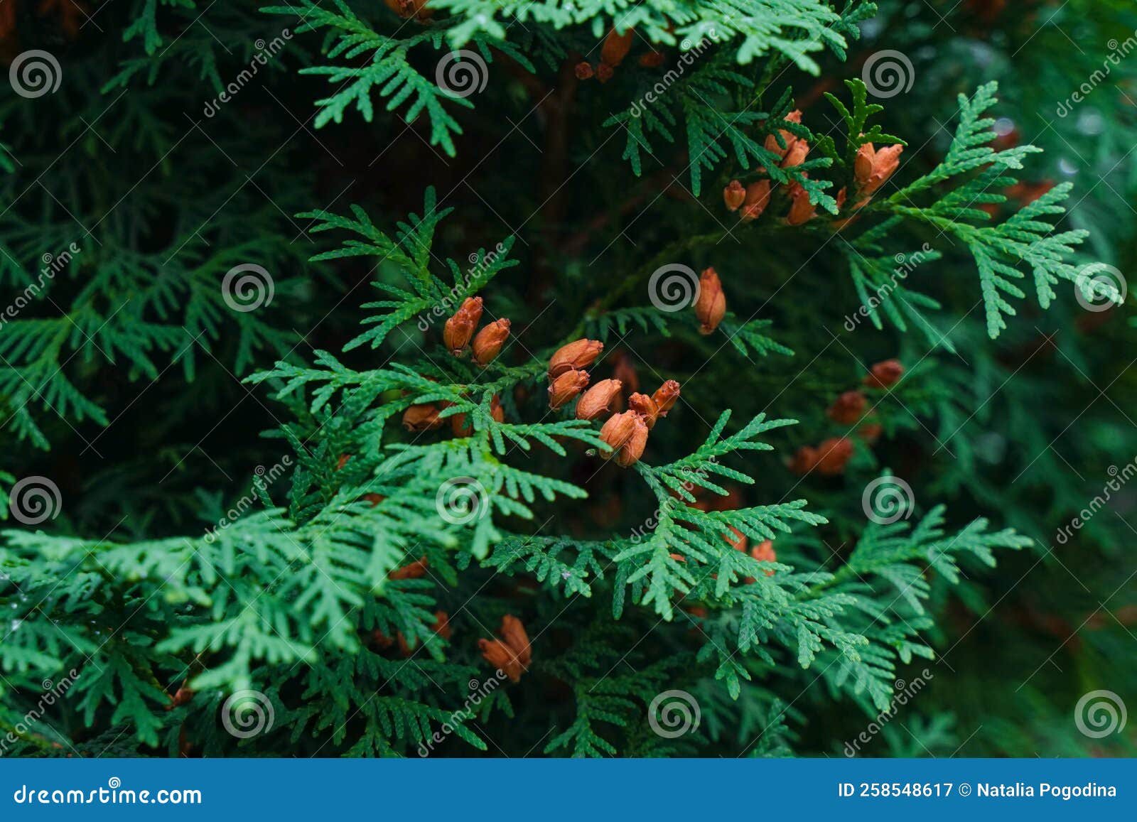 Close Up Of The Cones Of Thuja Plicata The Western Red Cedar Tree