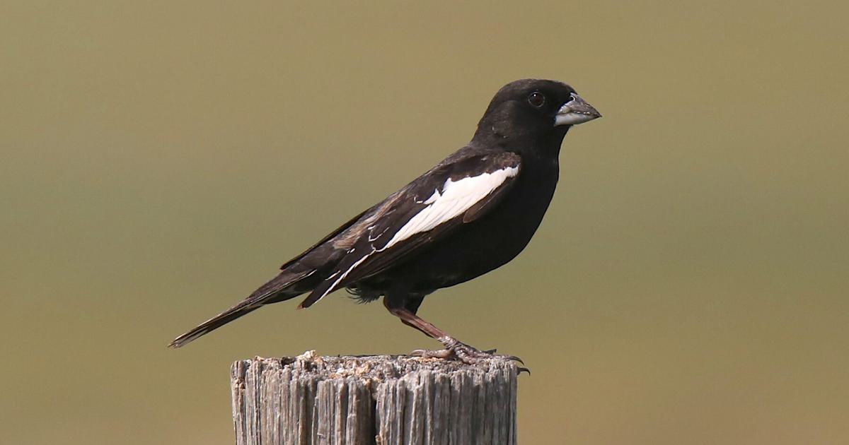 Co State Bird