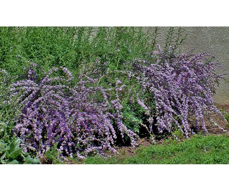 Colorado Springs Utilities Xeriscaping False Indigo Bush