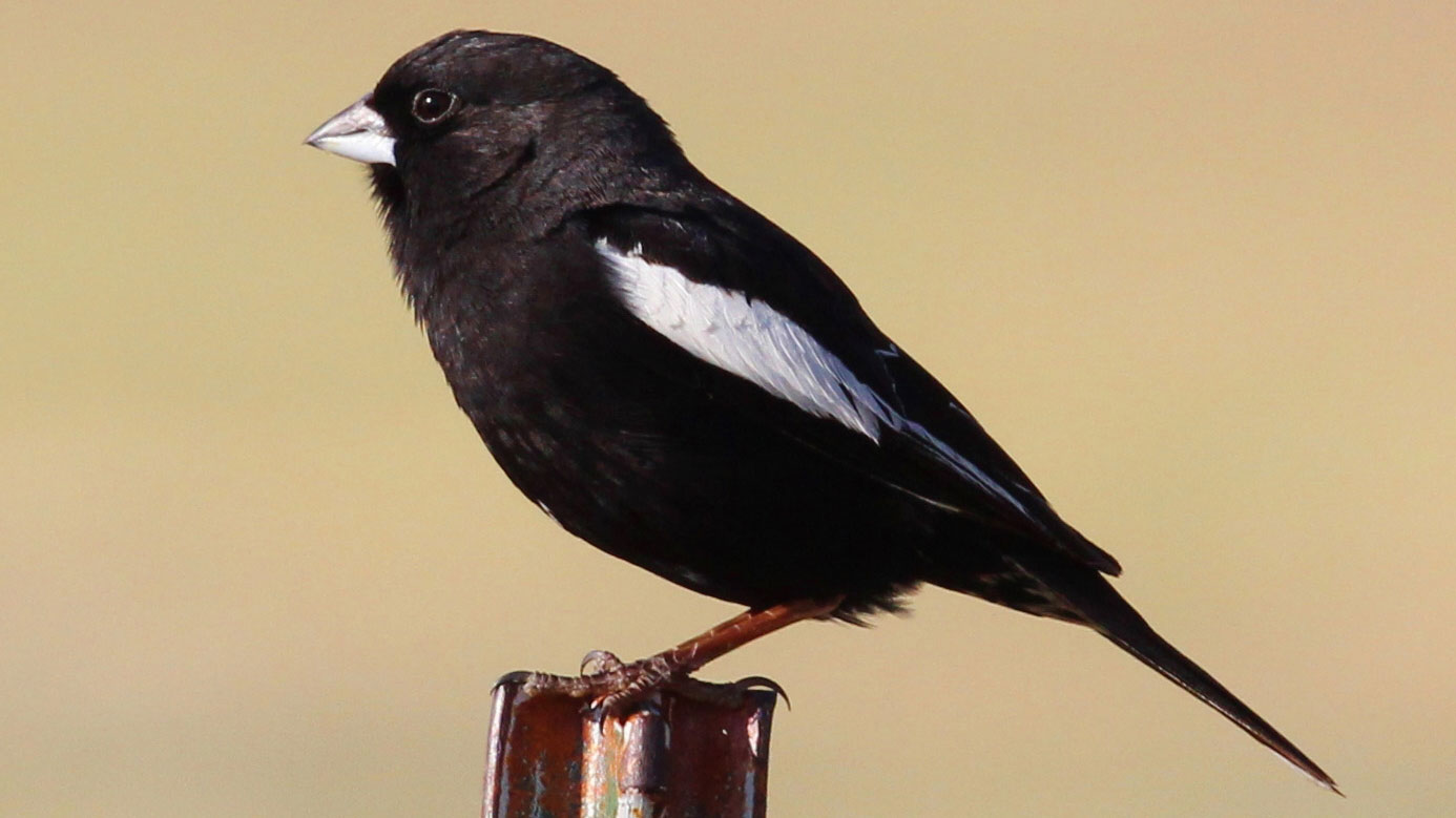 Colorado State Bird And Flower Lark Bunting Calamospiza Melancorys