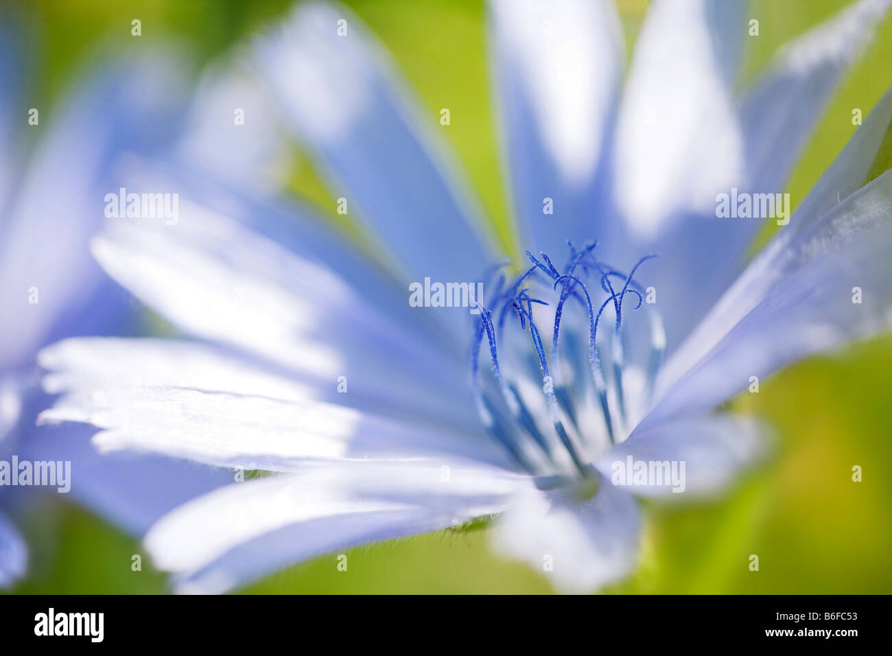 Common Chicory Cichorium Intybus Blossom Stock Photo Alamy