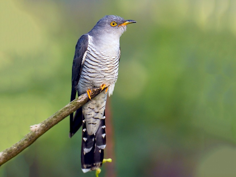 Common Cuckoo Ebird