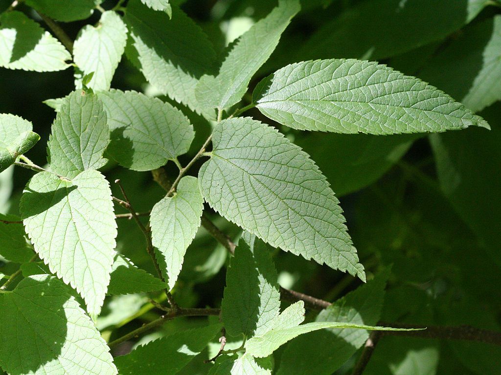 Common Hackberry Celtis Occidentalis