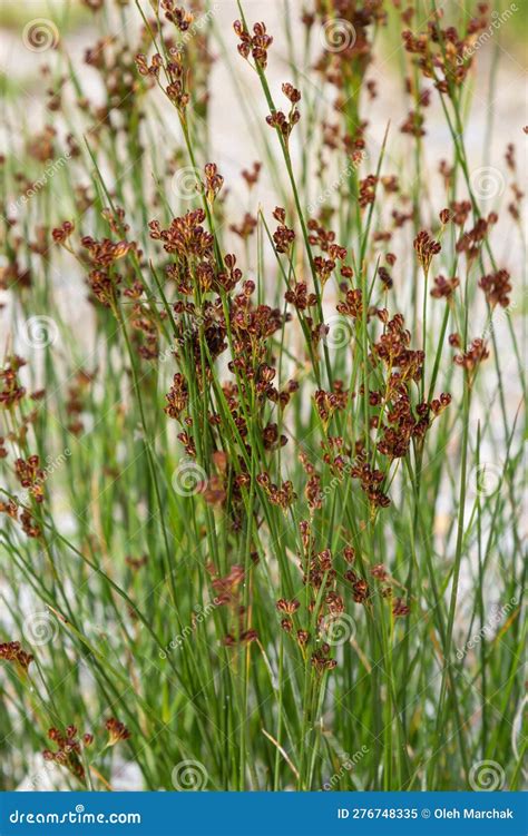 Common Soft Rush Juncus Effusus Is A Perennial Herbaceous Flowering