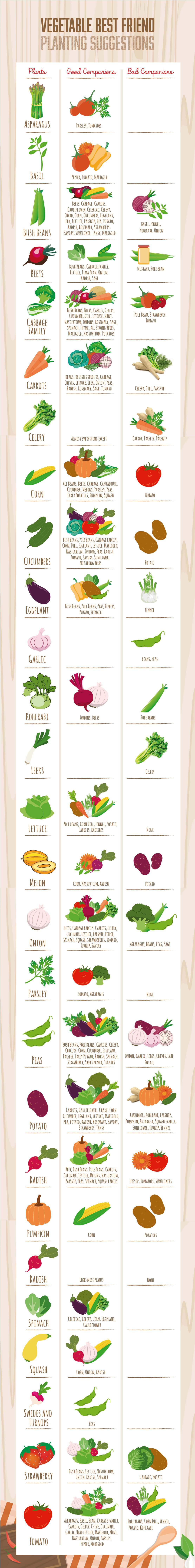 Companion Planting A Simple Guide Infographic Homesteader