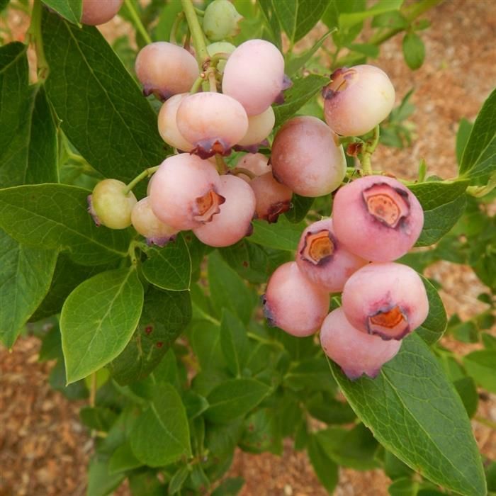 Cottage Farms Bountiful Harvests Chandler Blueberry Duo With Jill Bauer