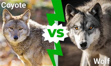 Coyote Vs Wolf The 6 Key Differences Explained A Z Animals