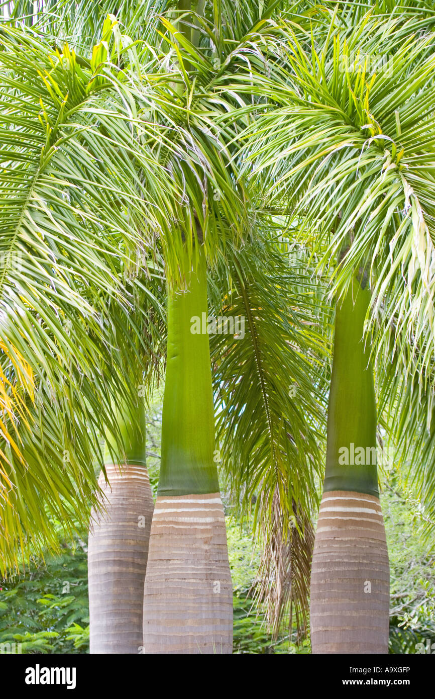 Cuban Royal Palm Roystonia Regia South Africa Stock Photo Royalty