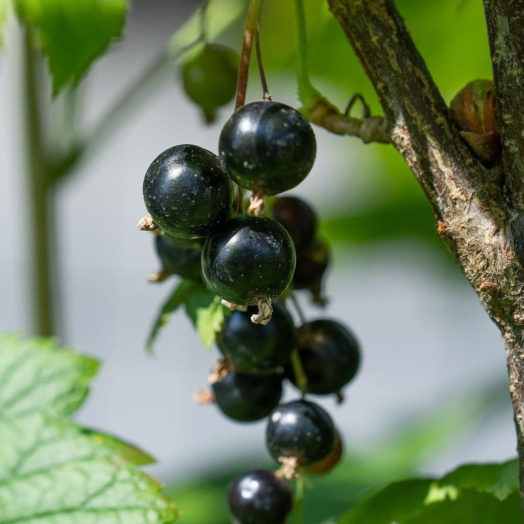 Currant Gooseberry Growing Guide Food Forest Nursery