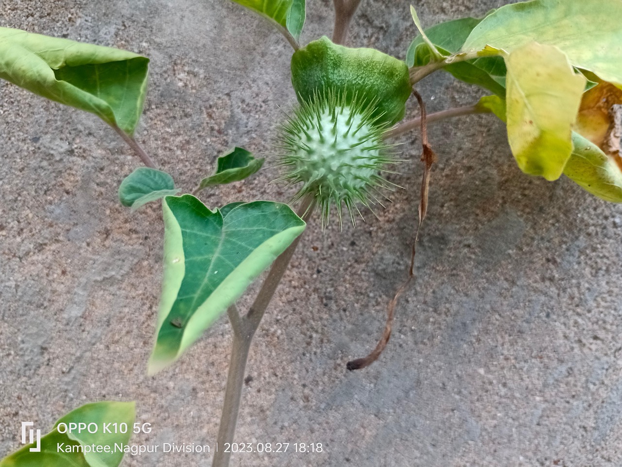 Datura Thorn Apple